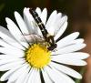 Sphaerophoria scripta